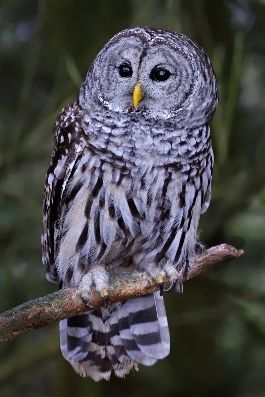 Barred owl on branch